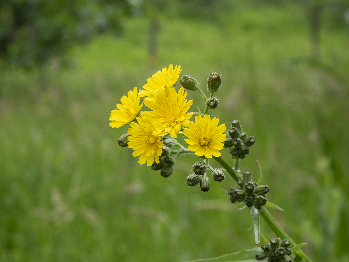 IMAGES\Kleine Streepzaad (crepis capillaris)\P1280210.jpg